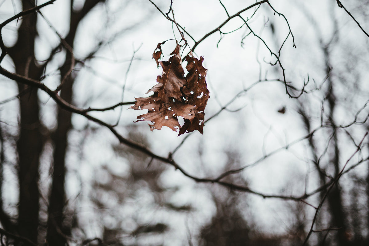 Tree with dried leaf showing season change